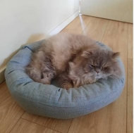 Schnittmuster praktisches Hundebett Schnittmuster Berlin Bello