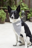 Sewing pattern Dog accessories, dog bandana Burda 5702