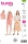 Envelope sewing pattern shows a summery misses set top with gathered back neckline shirt and shorts of 5645 Burda